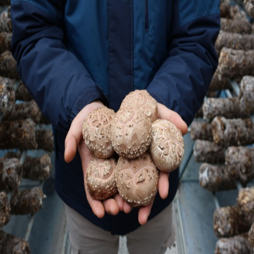 [나도람] 함평 못난이 표고버섯 1kg